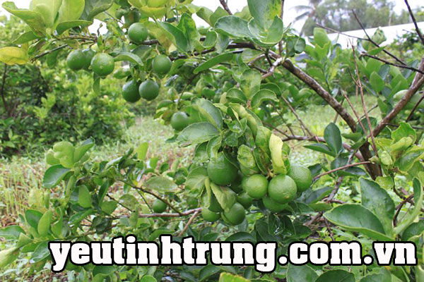 giam-can-bang-chanh-6