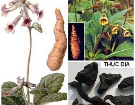 rượu thục địa chữa xuất tinh sớm